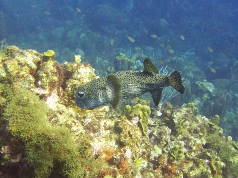 Porcupinefish  IMG_7623.jpg